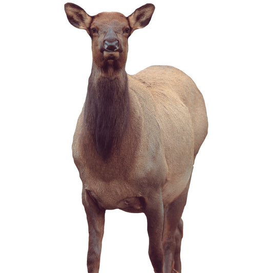 Montana Decoy Montana Decoy Eichler Elk Decoy - Decoys - DropShot Archery